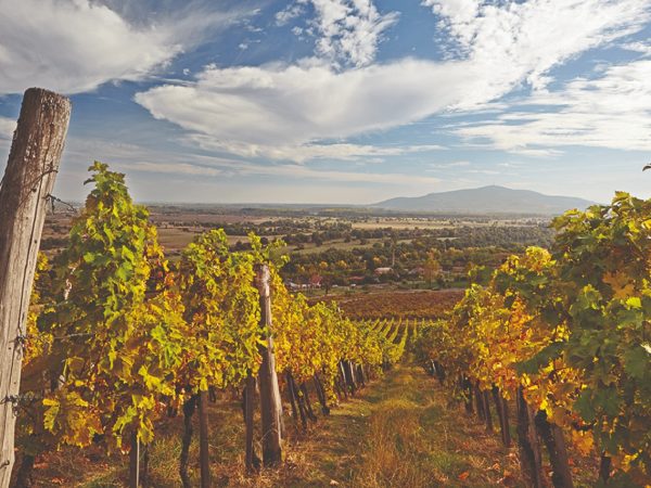 tokaj-hegyalja-a-vilag-borvidekeinek-ekessege